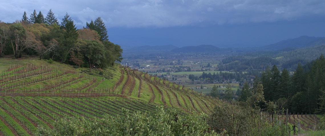 Peacock Vineyard in Winter