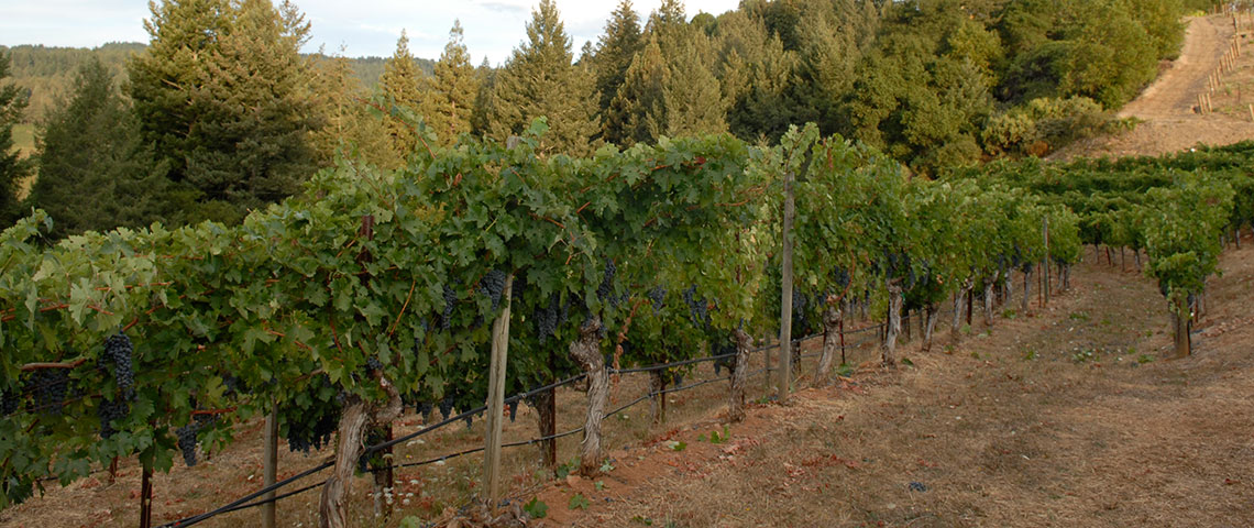 Peacock Vineyard, soil and undulations