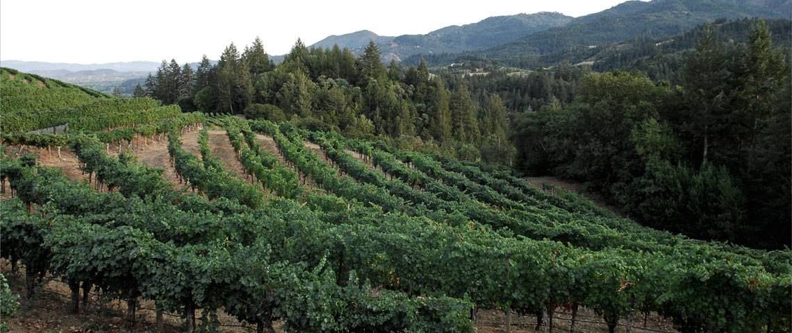 Peacock Vineyard at Sunsert