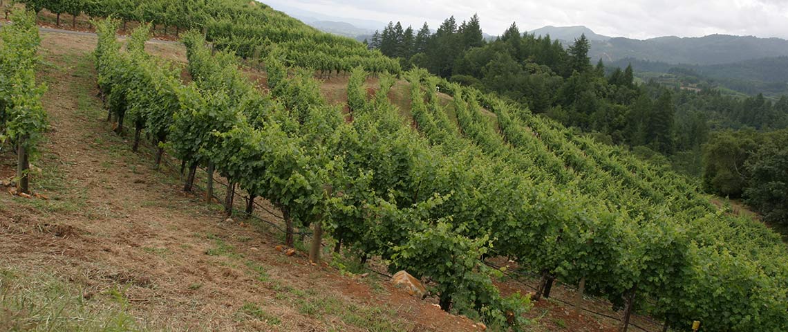 Peacock Vineyard, early summer, vineyard incline