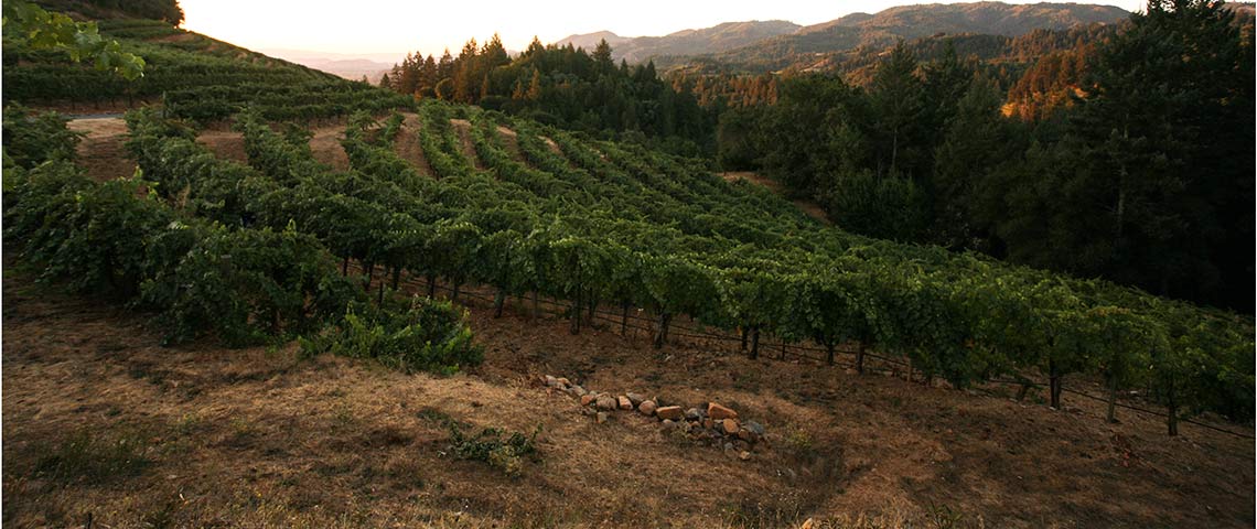 Peacock Vineyard at sunrise